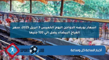 أسعار بورصة الدواجن اليوم الخميس 3 أبريل 2025: سعر الفراخ البيضاء يصل إلى 120 جنيها
